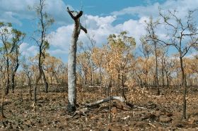 after bushfires